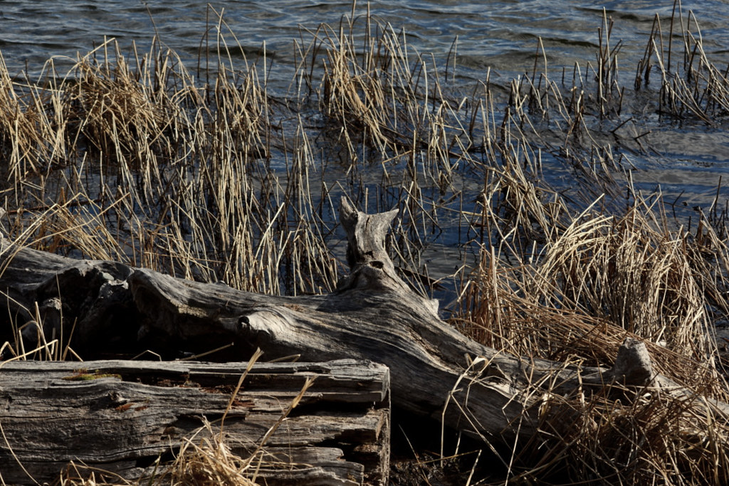 DRIFTWOOD ON THE LAKESHORE. vermillionbaby Flickr