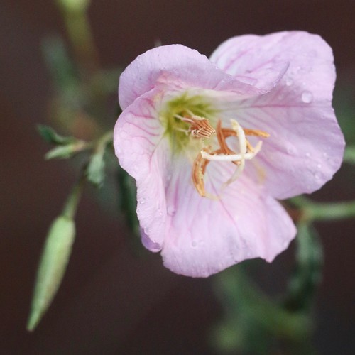 Mexican Four O'Clock Flower Wearing Winter's Raindrops Flickr