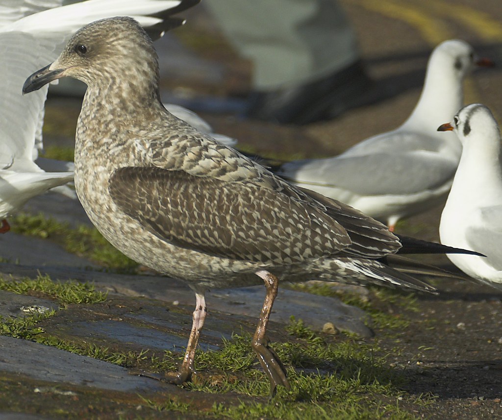 Herring Gull Larus argentatus argenteus 1st winter, 2nd ca… Flickr