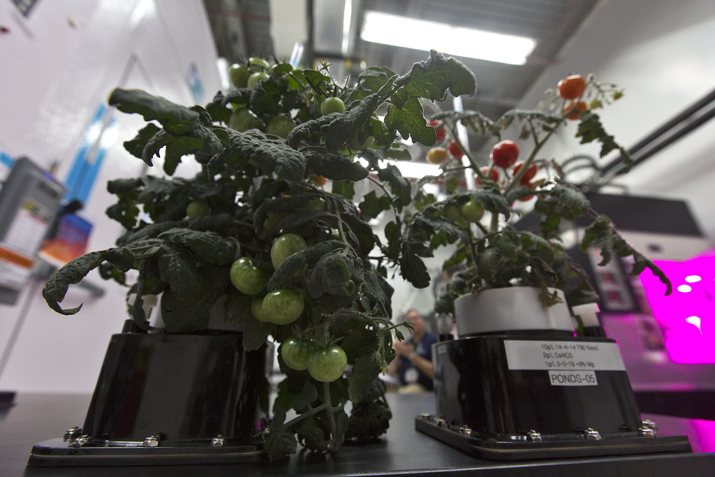 KSC20180307PH_CSH01_0009 Tomato plants are growing