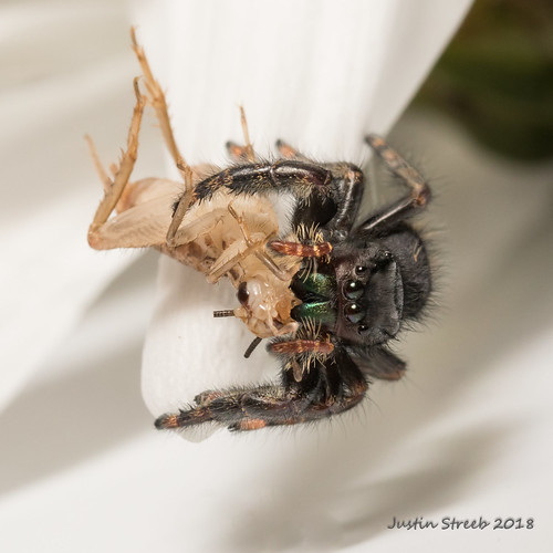 Bold Jumping Spider & Cricket justin Str Flickr