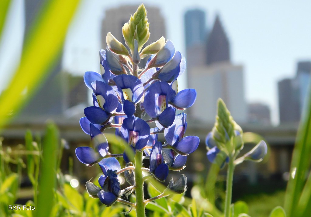 Texas State Flower Houston. Texas. Texas Blue A li… Flickr