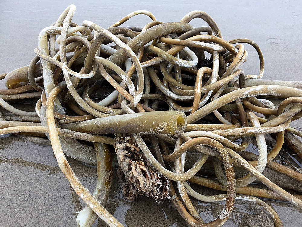 Seaweed Knot Lincoln City dragonflydesignstudio Flickr