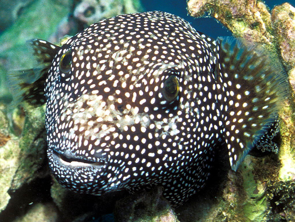 Hawaiian Spotted Pufferfish A fearless Hawaiian Spotted Pu… Flickr