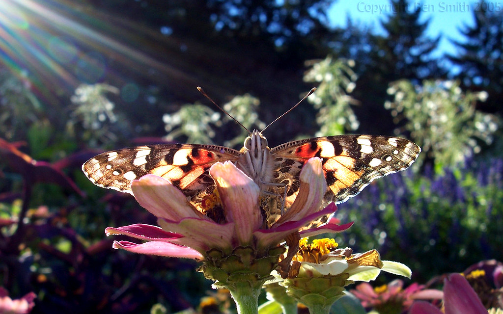 Butterfly Catching Rays Sunken Gardens. Lincoln, NE. Belie… Flickr