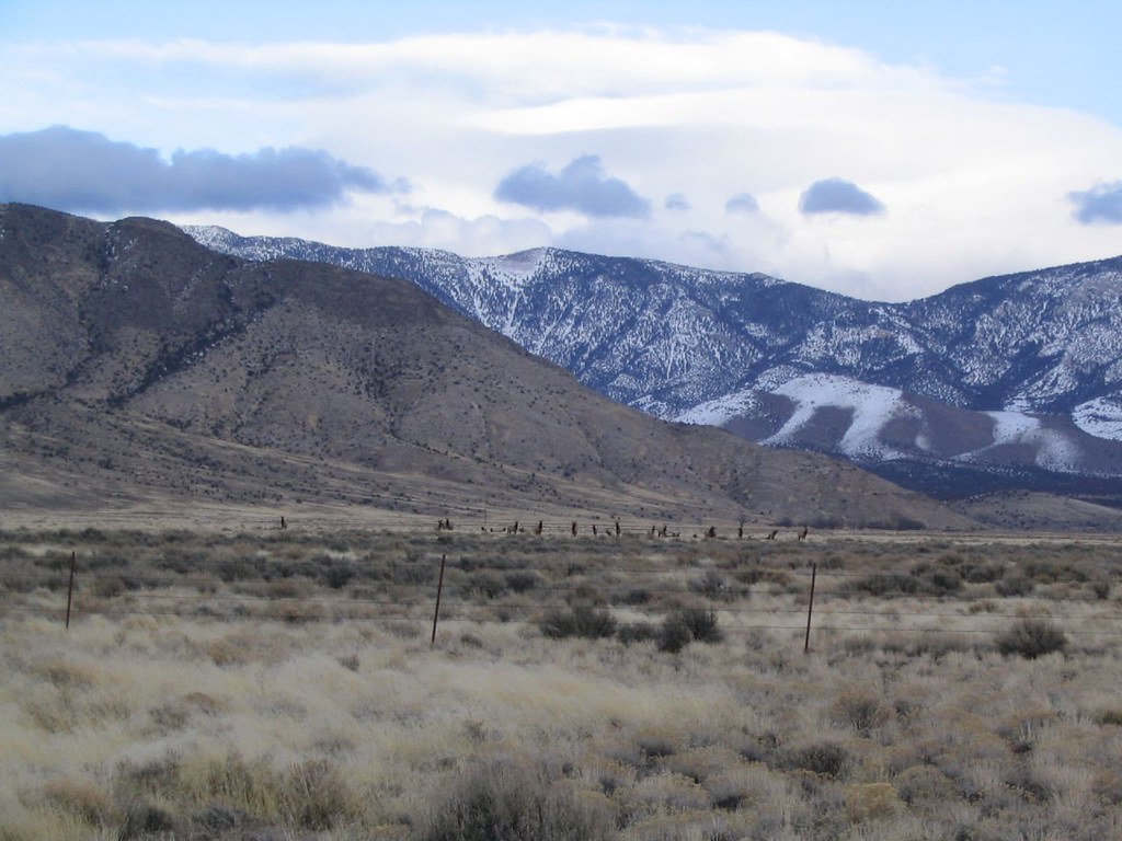 Elk Herd near the Schell Creek Range North of Ely, Nevada Flickr