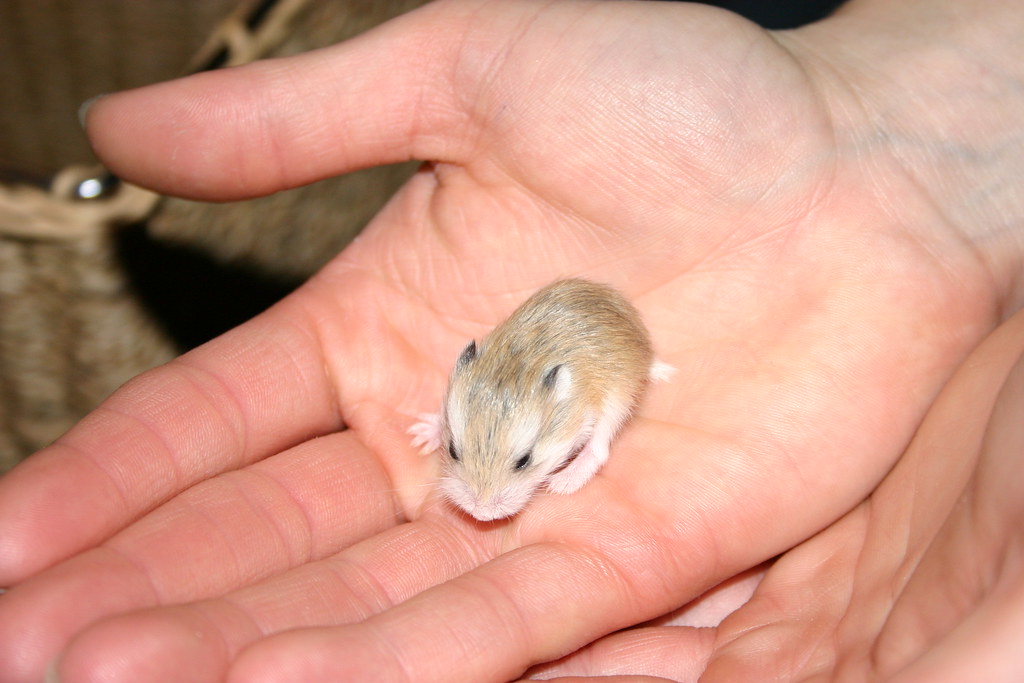 How To Find Good Homes For A Litter Of Baby Hamsters HubPages atelier