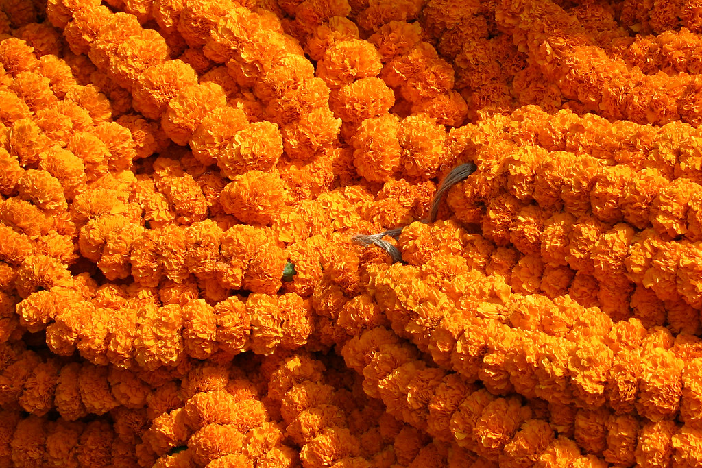 Marigolds, flower market, Kolkata Paulus Veltman Flickr