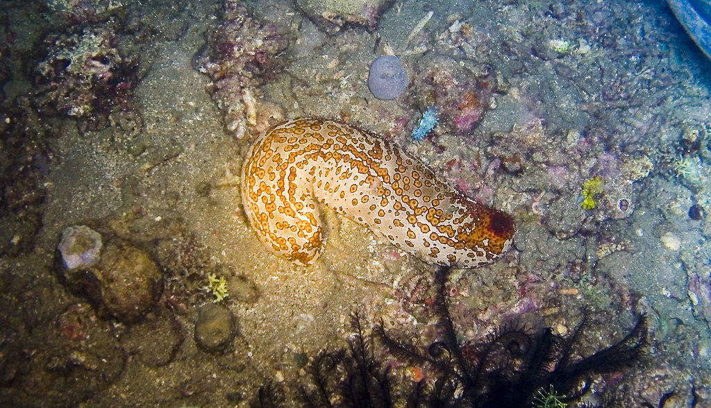 sea cucumber Common sea cucumber. Night Diving in Anilao. Rommel