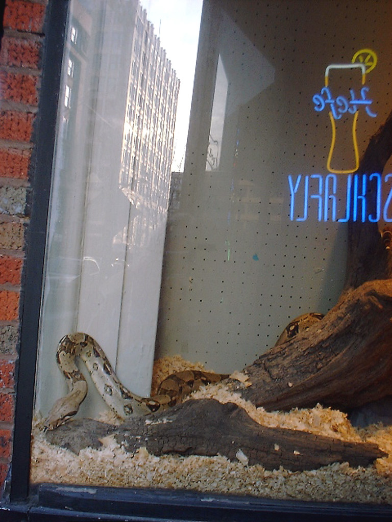 snake in the window MBK (Marjie) Flickr