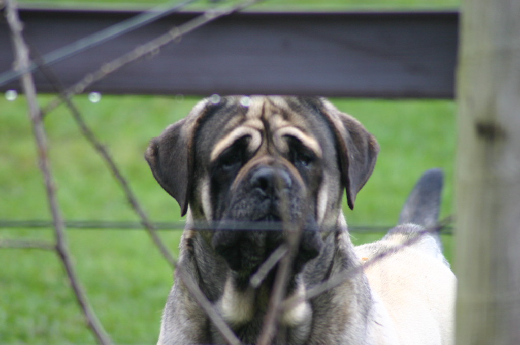 Big guard dog Jenni Flickr
