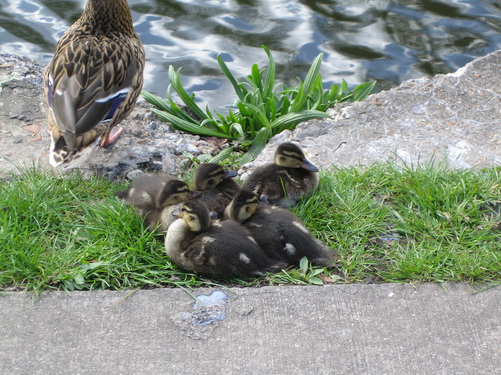 Ducklings Ducklings on Regents Canal ninebelow Flickr
