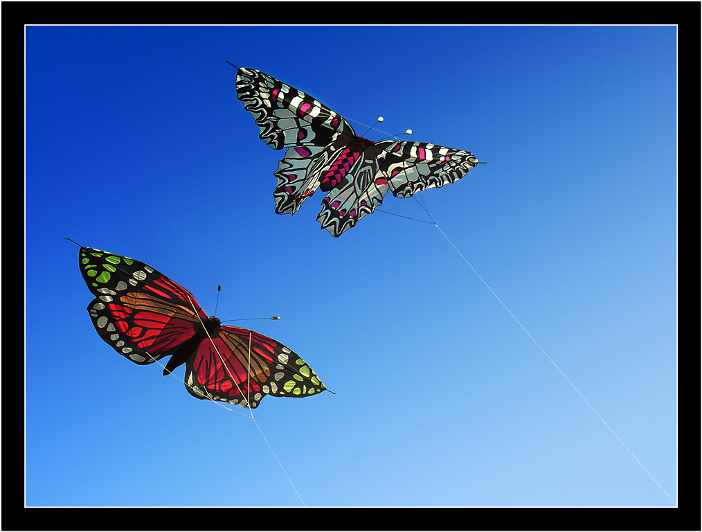 Butterfly Kites a photo on Flickriver
