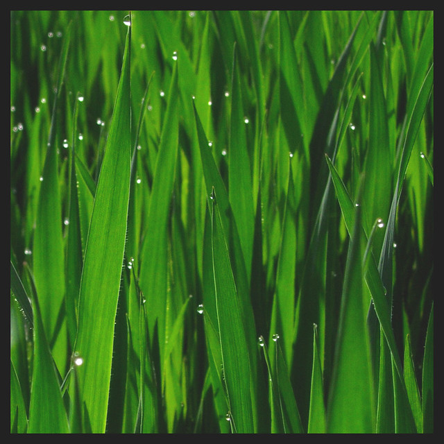 Green Stuff a photo on Flickriver