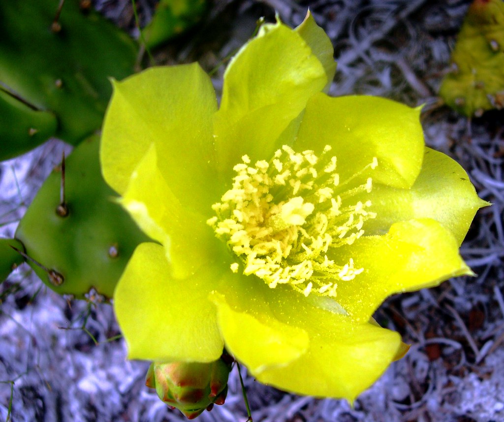 prickly pear Brittons Neck, Marion County, South Carolina John Flickr