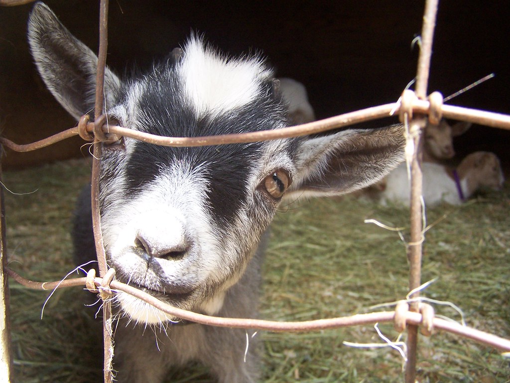 Goat This is this little baby goat we saw in photography c… Flickr