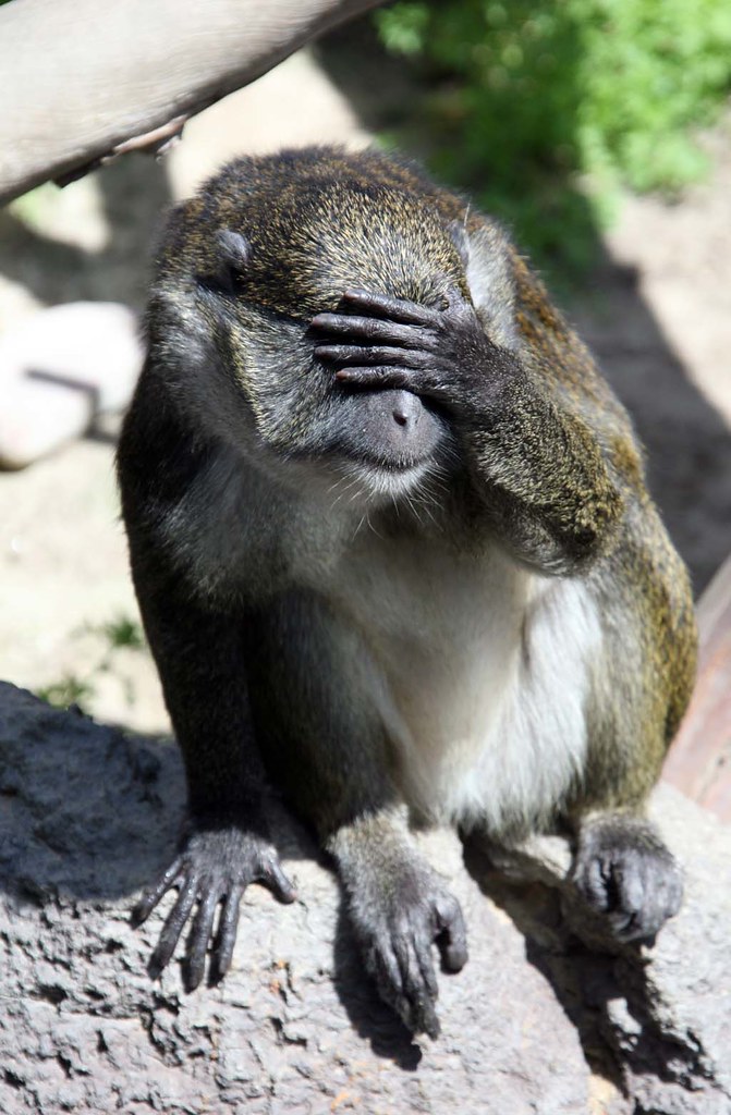 Monkey_Covering_EyesIMG_4342 Oi Gevalt! (he just can't ta… Flickr