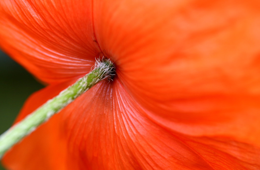 poppy stem I always loved O'Keeffe's poppies and t… Flickr