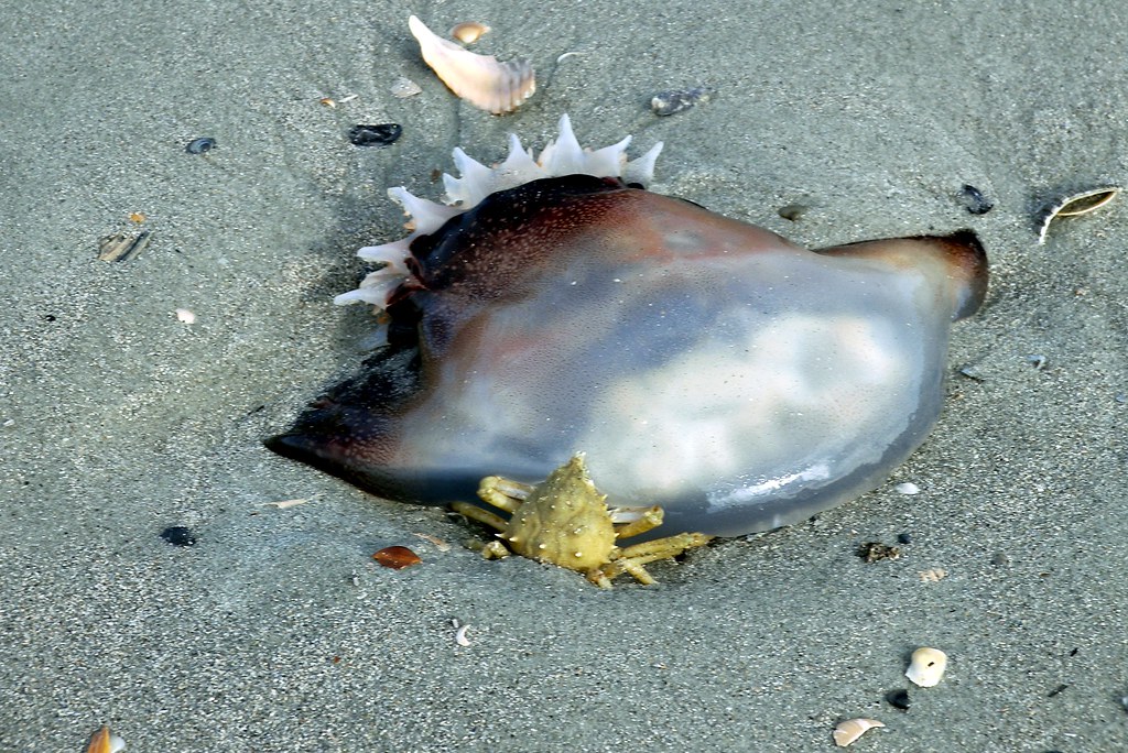 crab and jellyfish steve hopkins Flickr