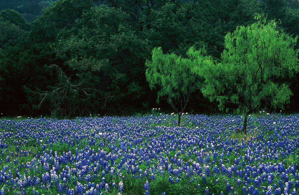 field April in Texas, wildflower heaven, bette… Flickr
