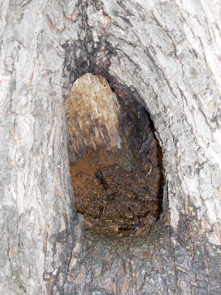 Hole in tree has a miniature swamp inside Chili_bob Flickr
