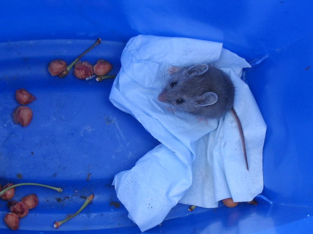 mouse in the trash can Mia & Steve Mestdagh Flickr