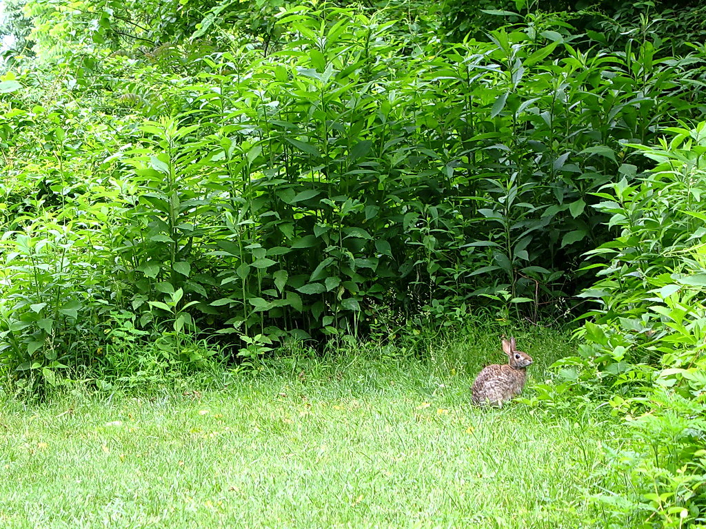 Rabbit this rabbit grazed a while near the ohio river over… Flickr