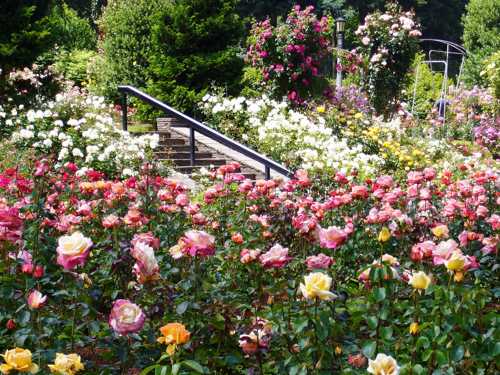 PDX Rose Garden micahtc Flickr