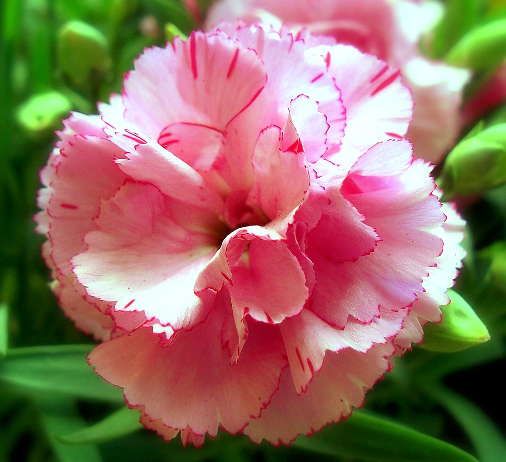 Pink Carnation... A pink carnation growing by the pond.. Desirae
