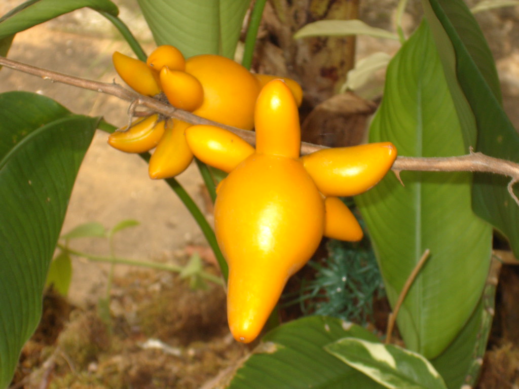 Ubre de Vaca Extrana Flor o Fruto llamada UBRE DE VACA por… Flickr
