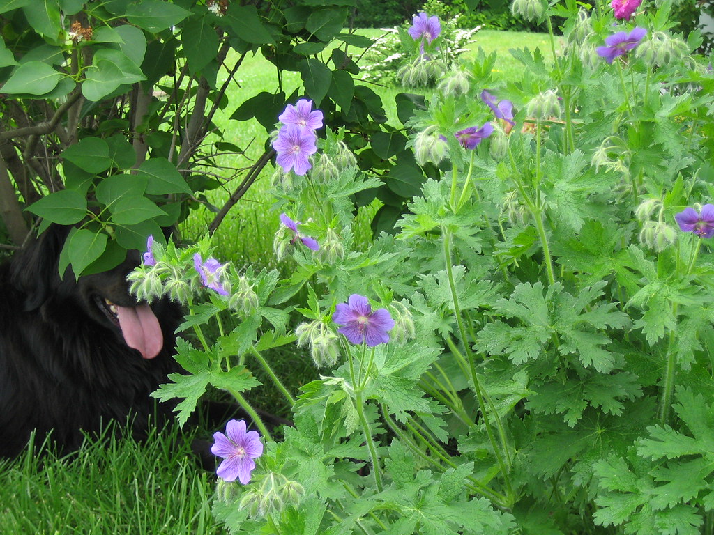 Wild Geraniums, Can you see the dog? RMRyan Flickr