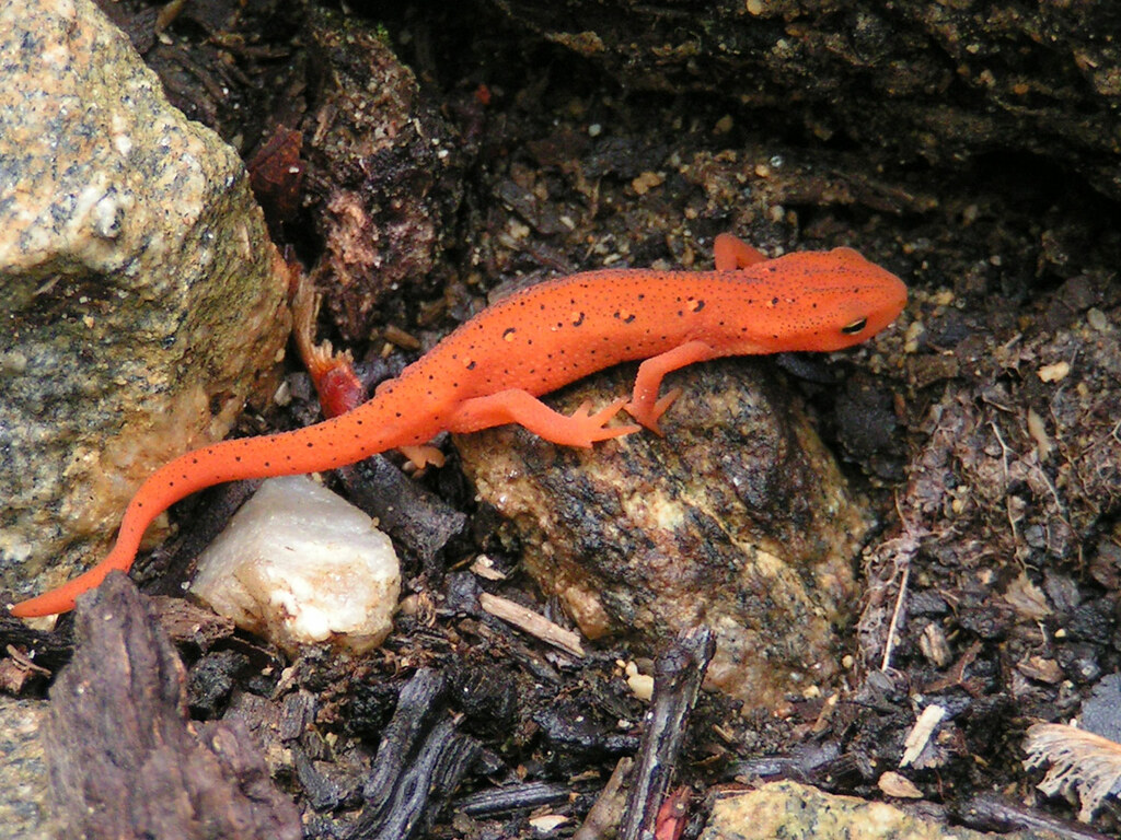 Orange Salamander I've been waiting for years to photo one… Flickr