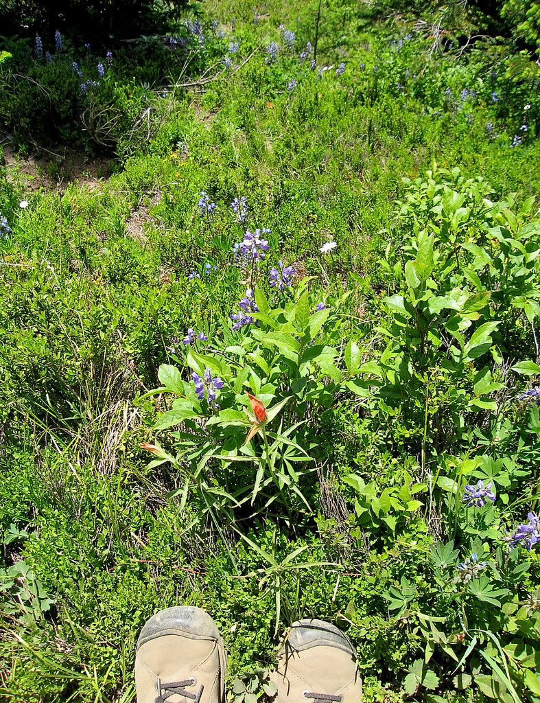Standing there at wildflower cliff Ever since I stumbled a… Flickr