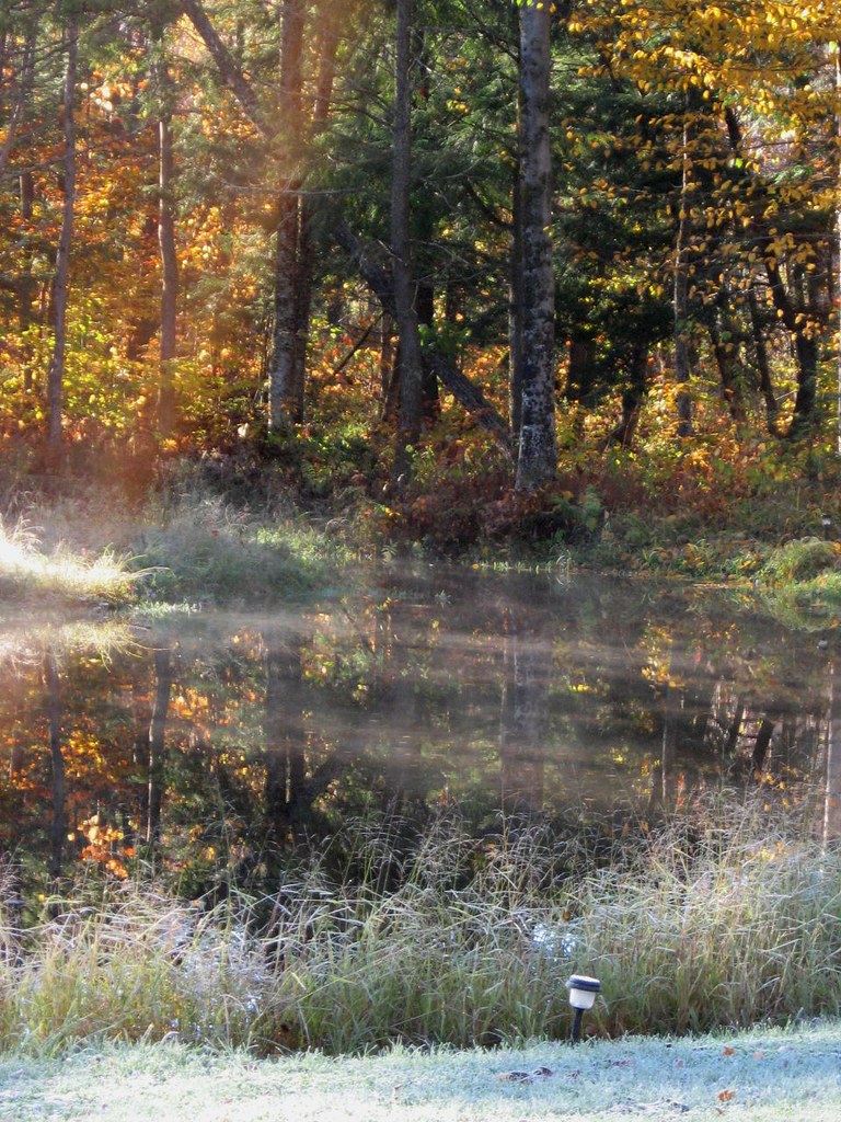 Un matin brumeux a Potton Potton Spring, dans la cours arr… Flickr