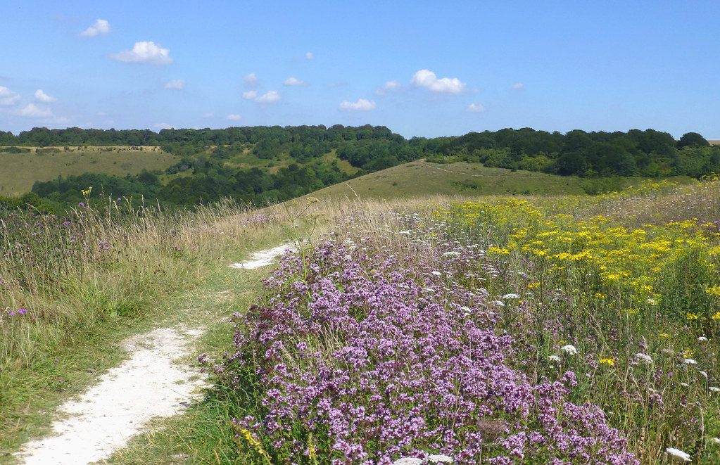 Old Winchester Hill, South Downs National Park, Hampshire,… Flickr