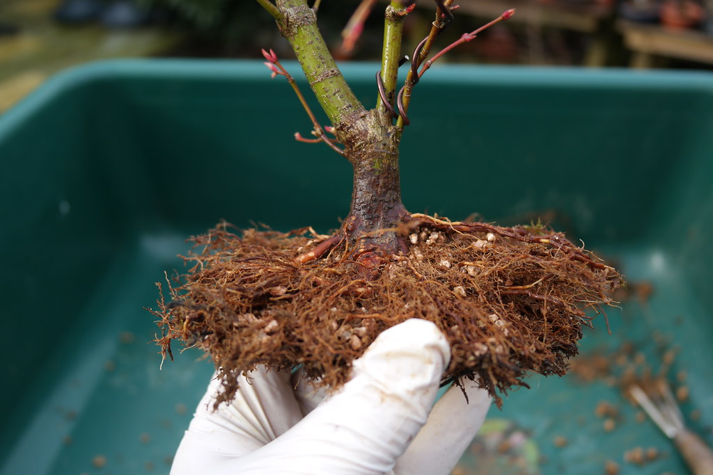 03103655 Repotting Acer palmatum Jerry Norbury Flickr