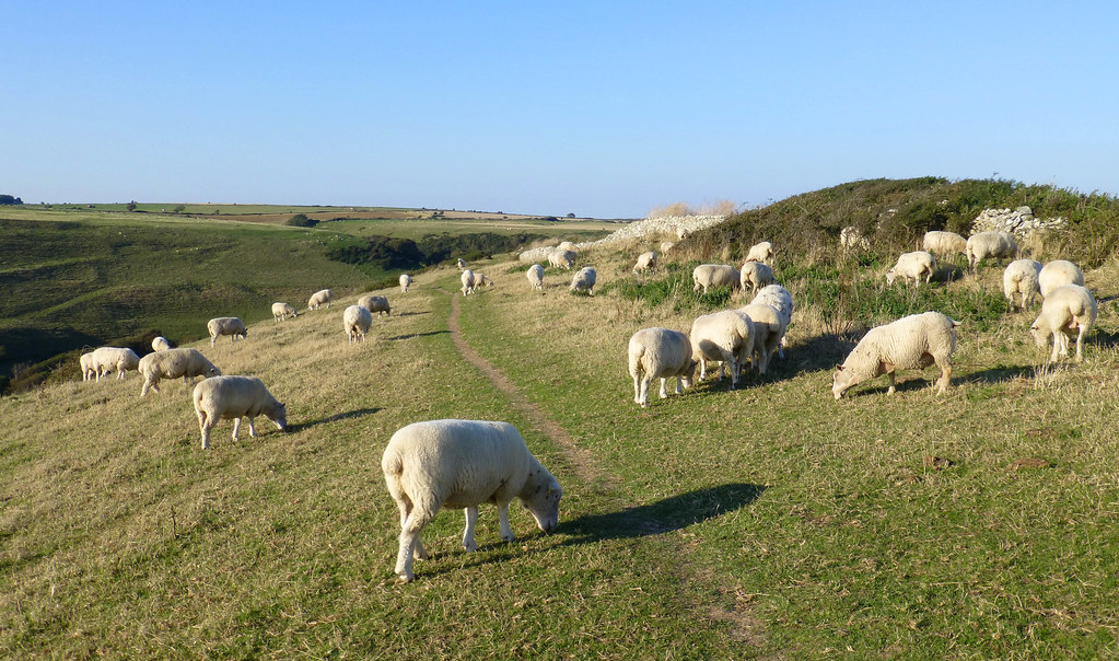 Dorset, UK Sheep grazing on the downland above Chapman's P… east