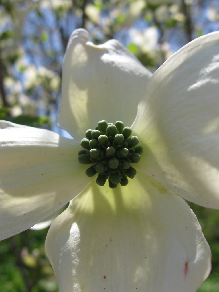 Dogwood Flower A Dogwood flower, shot at Bayard Cutting Ar… Flickr