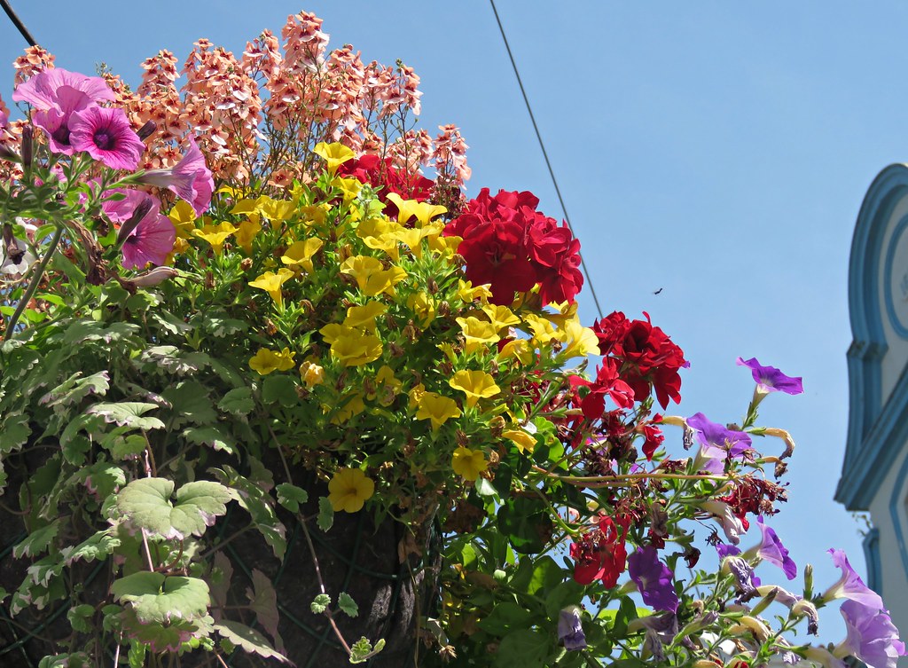 Colourful Plymouth! Summer flowers in Plymouth. Kim Reubins Flickr