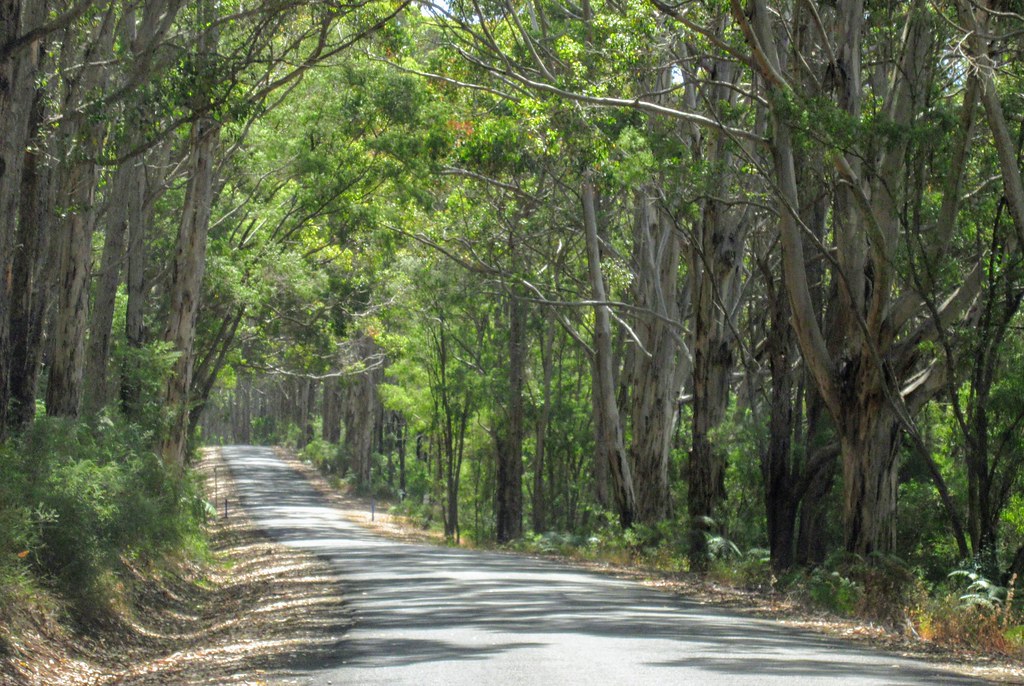 Caves Road, Margaret River, Western Australia Peter Connolly Flickr