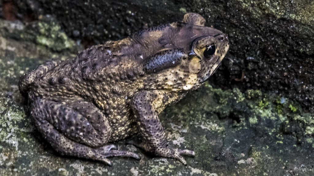 DSC_1667 Lan Ha caves frog David Drori Flickr