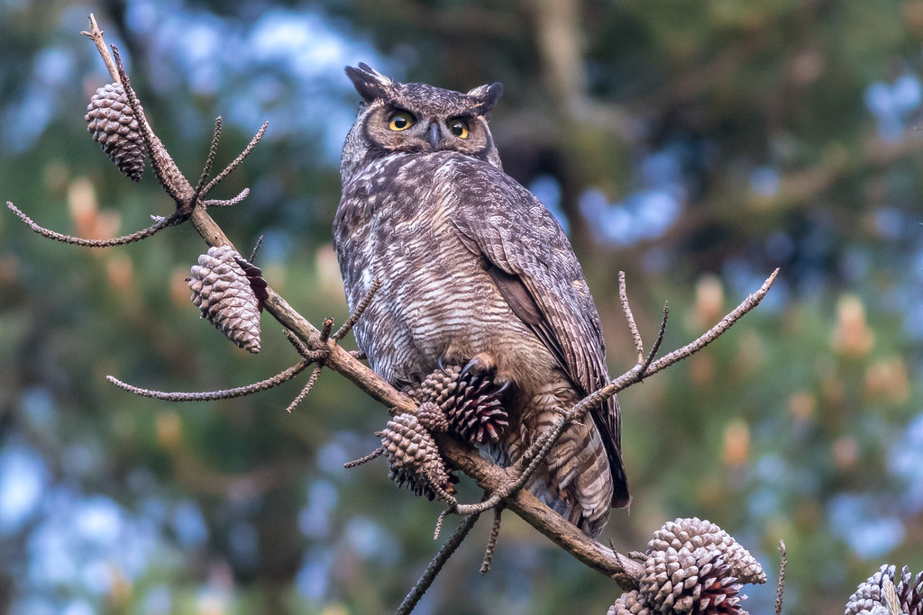 Great Horned Owl Waking up and watching the sunset Flickr