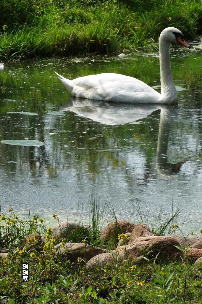 Swan Swan Animal Haven Farm Zoo, Weyauwega, WI 54983 9/1… Flickr
