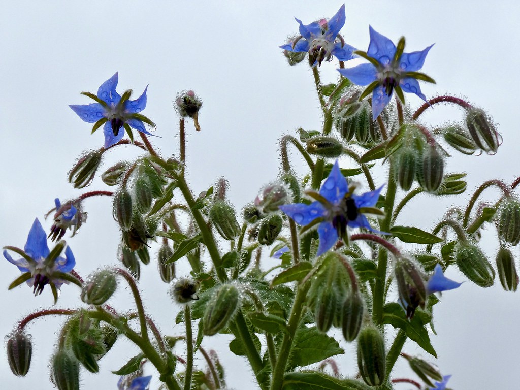 The borage gleams more blue F Delventhal Flickr