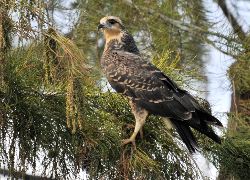 Juvenile Snail Kite The Snail Kite (Rostrhamus sociabilis)… Flickr