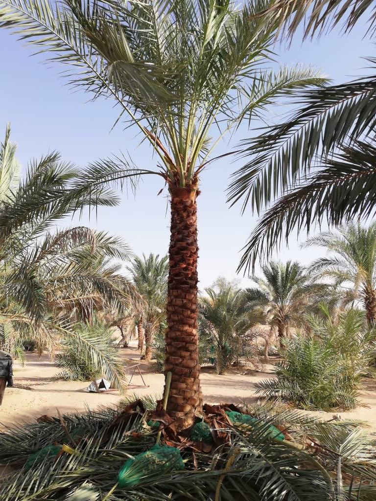 Date palm trees for sale with home delivery and planting w… Flickr