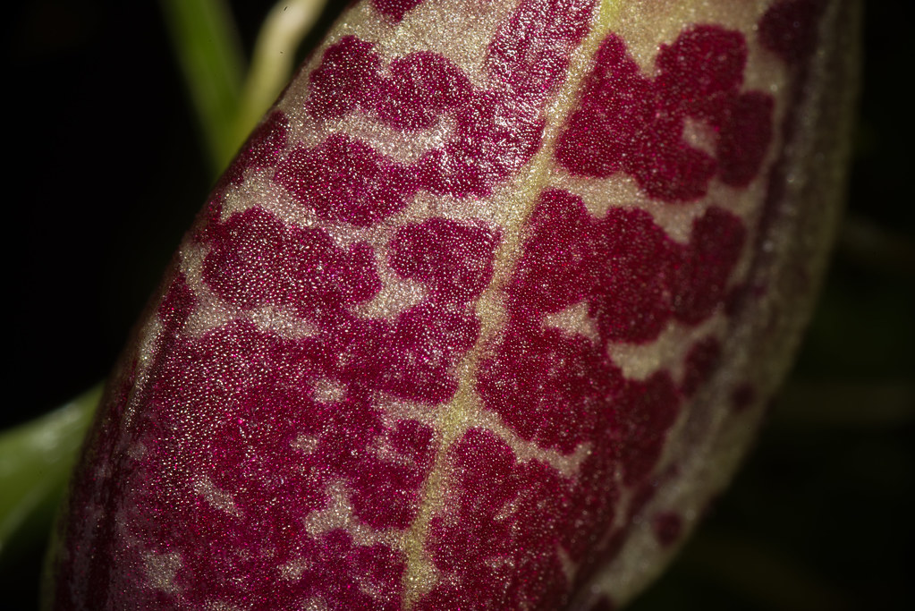 [Ecuador] Zootrophion ximenae (Luer & Hirtz) Pfahl, Intern… Flickr