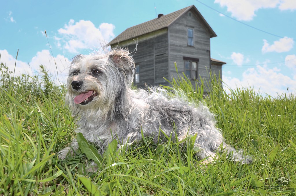 City Dog / Country Dog William Garrett Flickr