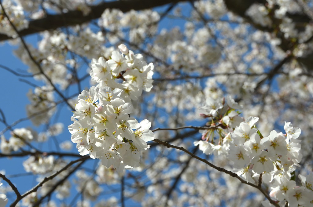 White blossoms Cherry blossoms in bloom, Kenwood, Bethesda… Adam