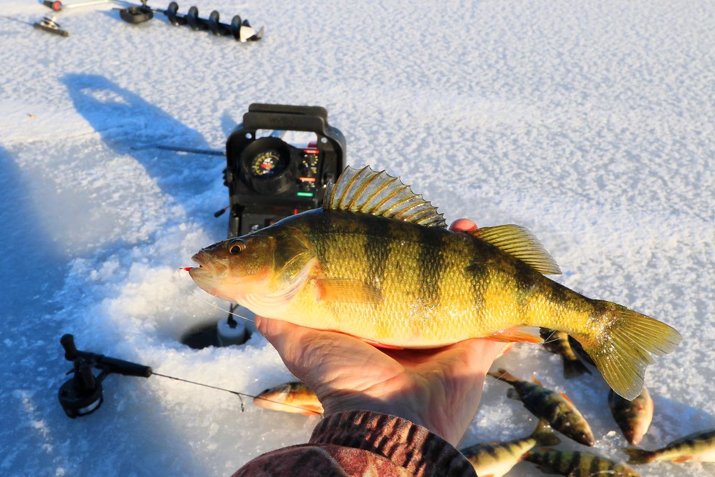 yellow perch ice fishing near Brownsville MN 653A3449 Flickr